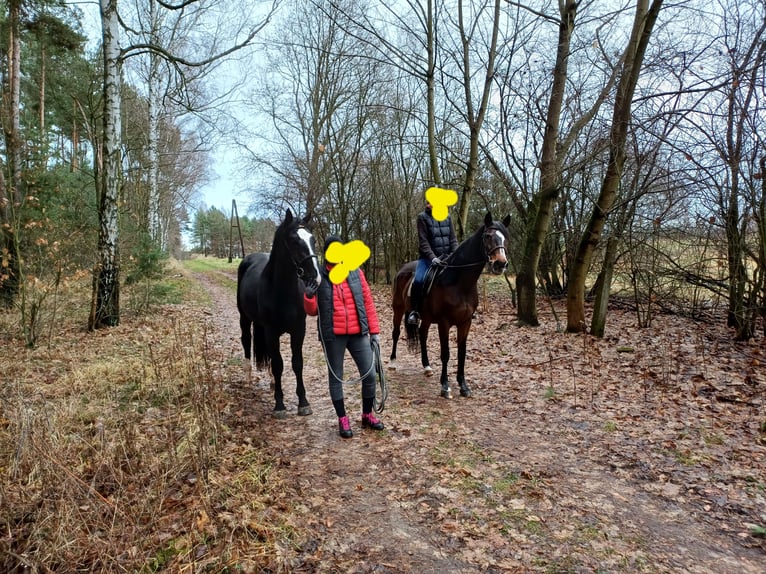 Silesian Gelding 3 years 16,1 hh Black in Nowe Smarchowice