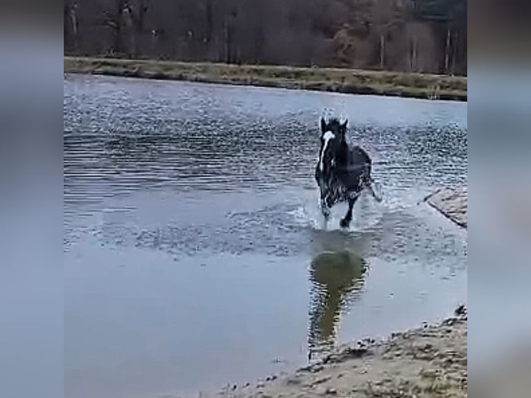 Silesian Gelding 3 years 16,1 hh Black in Nowe Smarchowice