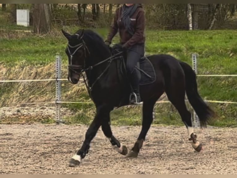 Silesian Gelding 3 years 16,2 hh Bay-Dark in Ebermannsdorf