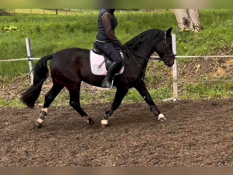 Silesian Gelding 3 years 16,2 hh Bay-Dark in Ebermannsdorf