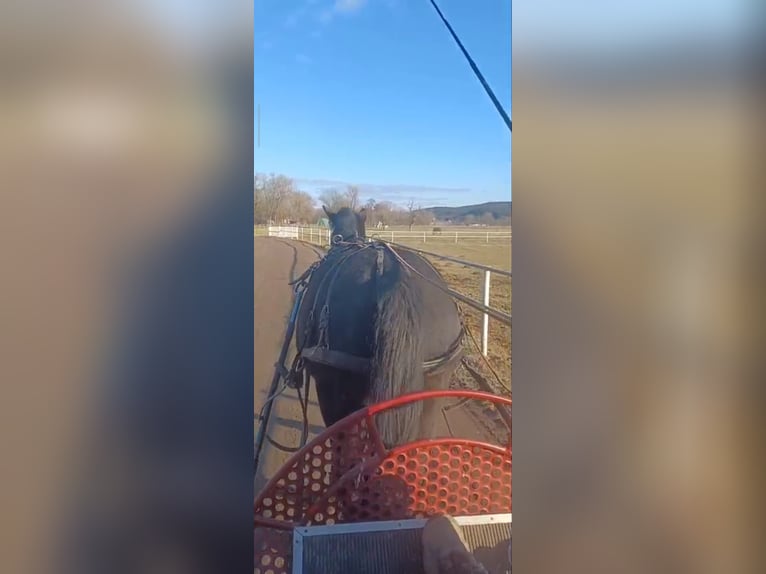 Silesian Gelding 3 years 16 hh Black in Rutha