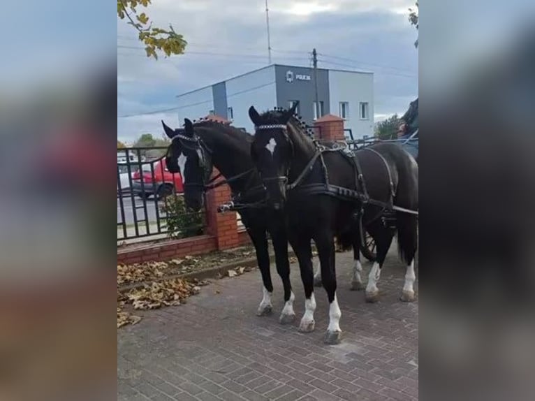 Silesian Gelding 3 years 16,1 hh Black in St. Marein bei Graz