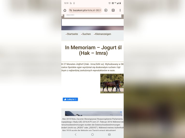 Silesian Gelding 3 years 16,1 hh Grey-Dark-Tan in Hannover