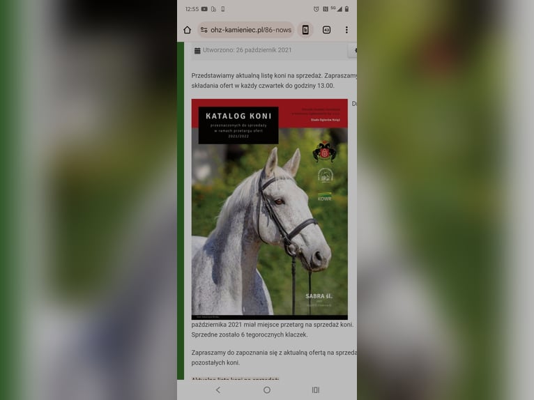 Silesian Gelding 3 years 16,1 hh Grey-Dark-Tan in Hannover