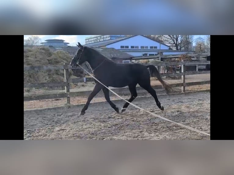Silesian Gelding 3 years 16,1 hh Grey-Dark-Tan in Hannover