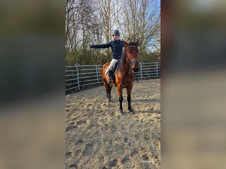 Silesian Gelding 4 years 14,3 hh Brown in Bad Camberg