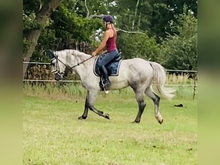Silesian Gelding 4 years 15 hh Grey-Dapple in Oebisfelde