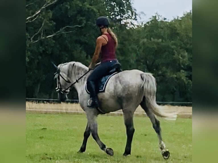 Silesian Gelding 4 years 15 hh Grey-Dapple in Oebisfelde