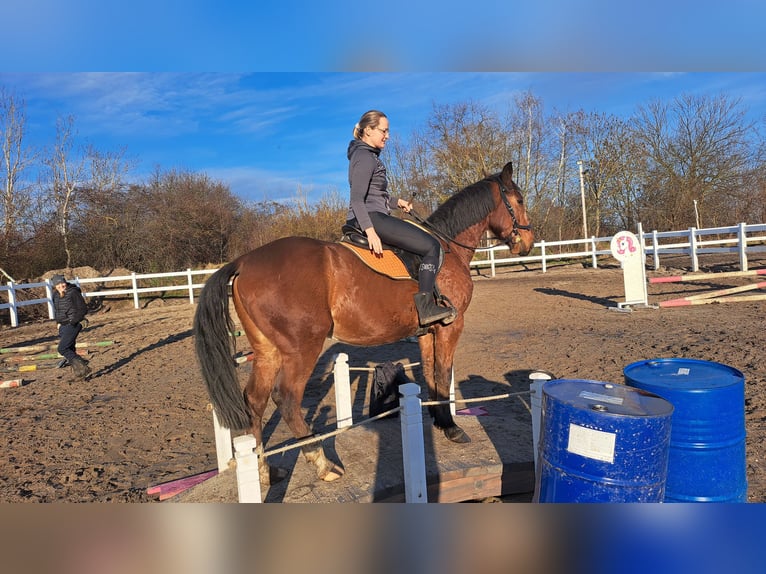 Silesian Mix Gelding 4 years 15,2 hh Brown in Wiesengrund