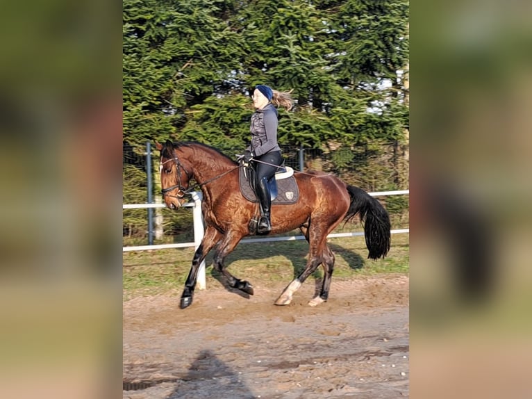 Silesian Mix Gelding 4 years 15,2 hh Brown in Wiesengrund