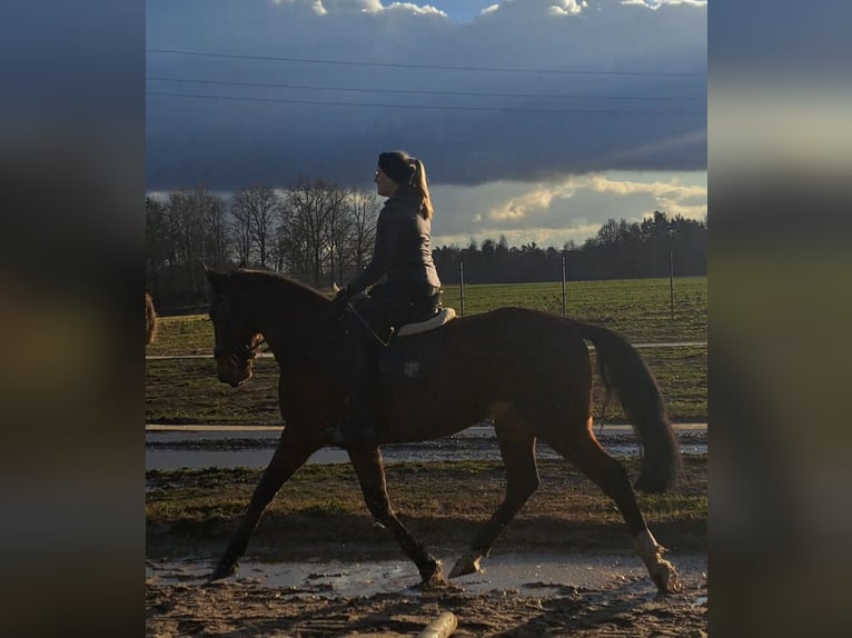 Silesian Mix Gelding 4 years 15,2 hh Brown in Wiesengrund