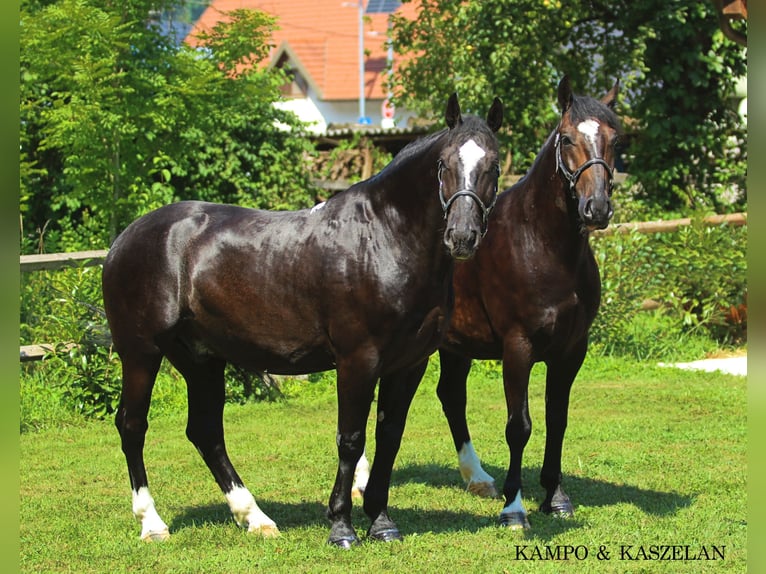 Silesian Gelding 4 years 16,1 hh Black in KAMNIK