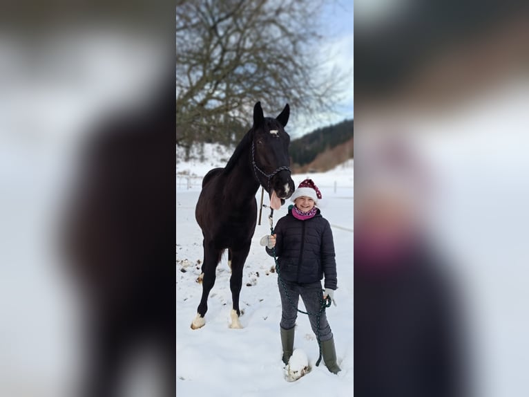 Silesian Gelding 4 years 16,1 hh Black in Titisee-Neustadt