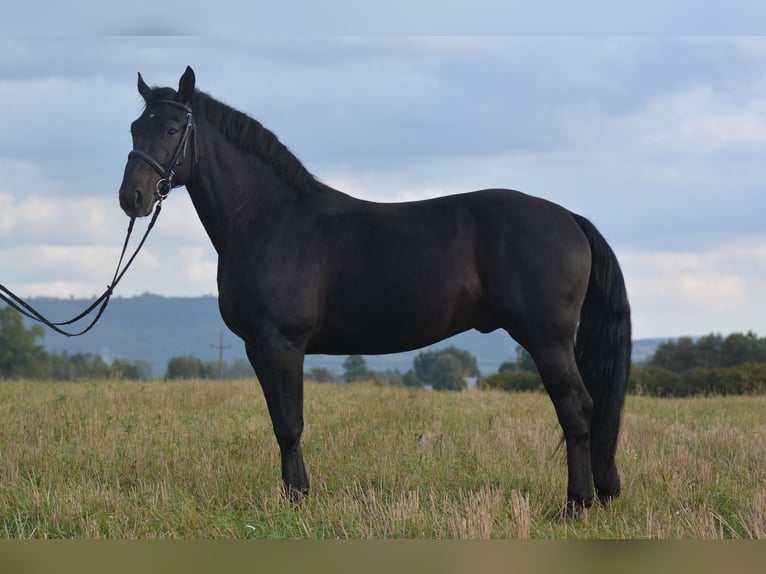 Silesian Gelding 4 years 16,1 hh in Długopole Górne