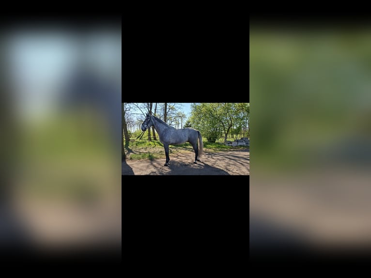 Silesian Gelding 4 years 16.1 hh Grey-Dapple in Tomaszew