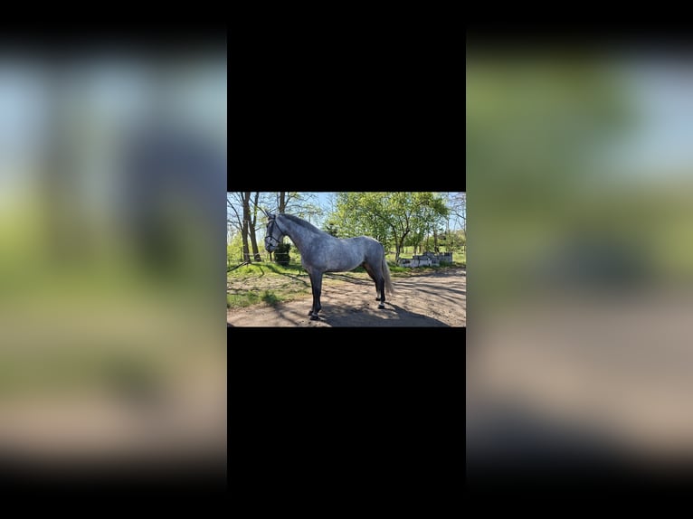 Silesian Gelding 4 years 16.1 hh Grey-Dapple in Tomaszew