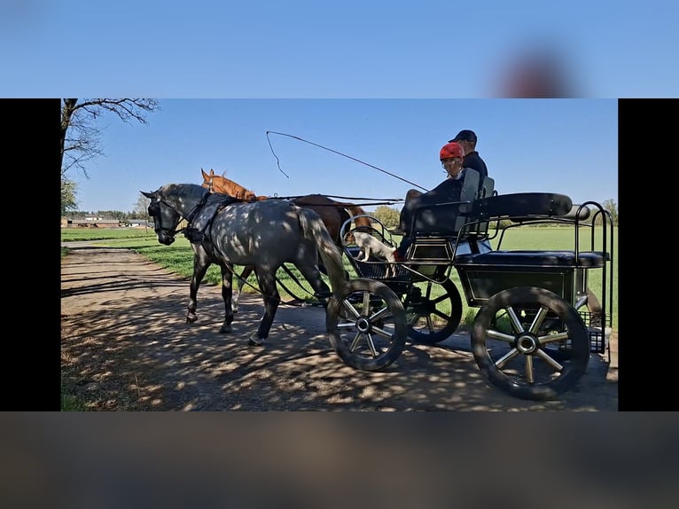 Silesian Gelding 4 years 16.1 hh Grey-Dapple in Tomaszew