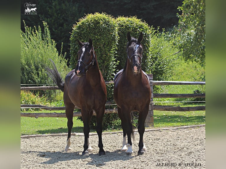 Silesian Gelding 4 years 16,1 hh Smoky-Black in Kamnik