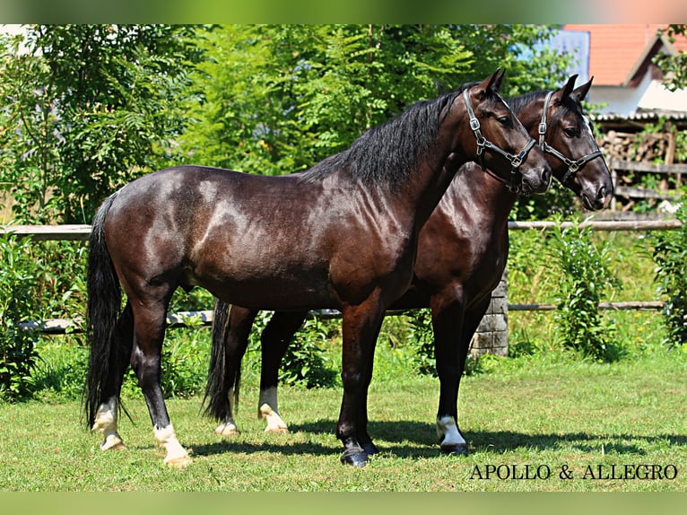 Silesian Gelding 4 years 16,1 hh Smoky-Black in Kamnik