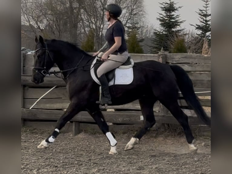 Silesian Gelding 4 years 16 hh Black in Leer (Ostfriesland)