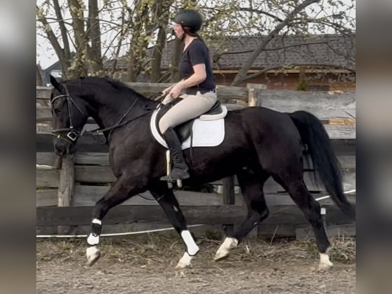 Silesian Gelding 4 years 16 hh Black in Leer (Ostfriesland)