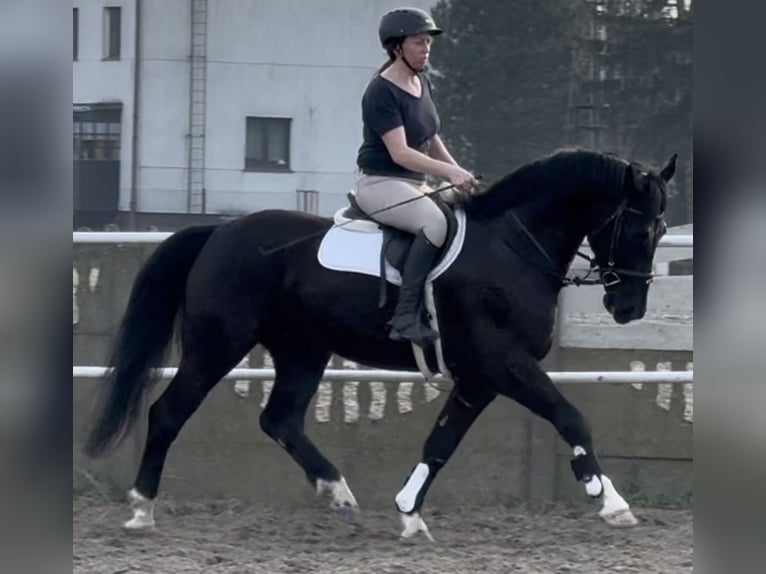 Silesian Gelding 4 years 16 hh Black in Leer (Ostfriesland)