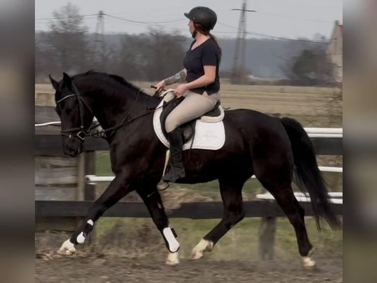 Silesian Gelding 4 years 16 hh Black in Leer (Ostfriesland)