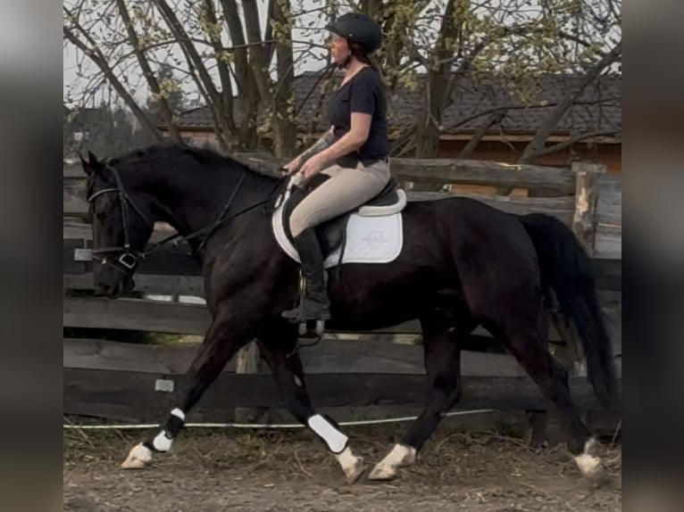 Silesian Gelding 4 years 16 hh Black in Leer (Ostfriesland)