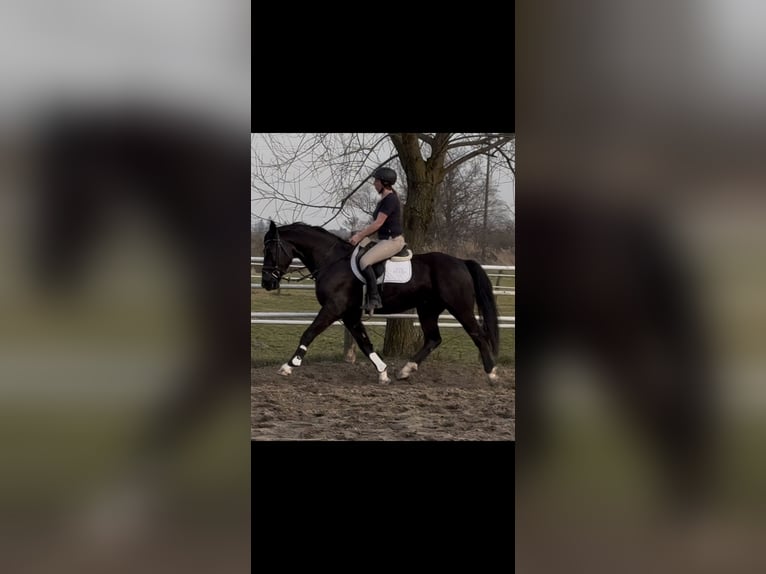 Silesian Gelding 4 years 16 hh Black in Leer (Ostfriesland)