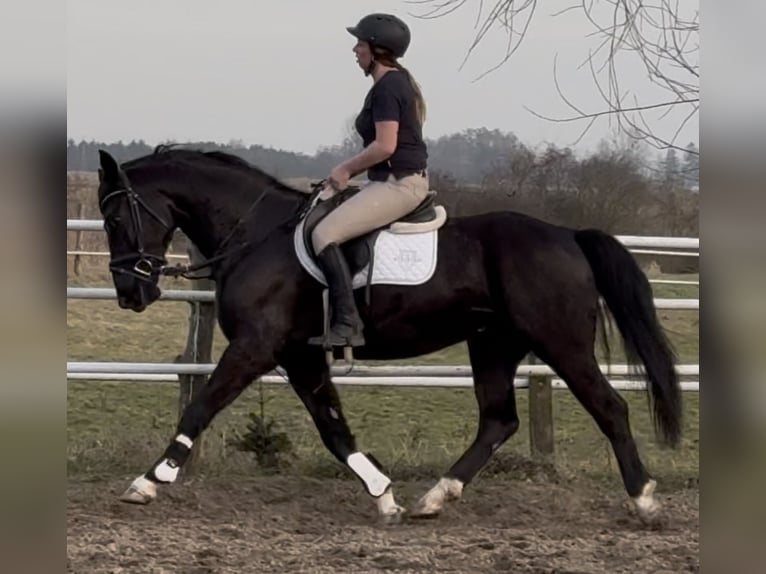 Silesian Gelding 4 years 16 hh Black in Leer (Ostfriesland)