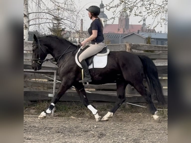 Silesian Gelding 4 years 16 hh Black in Leer (Ostfriesland)