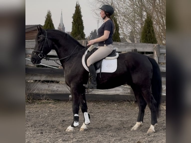 Silesian Gelding 4 years 16 hh Black in Leer (Ostfriesland)