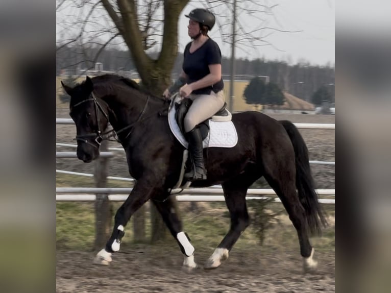 Silesian Gelding 4 years 16 hh Black in Leer (Ostfriesland)