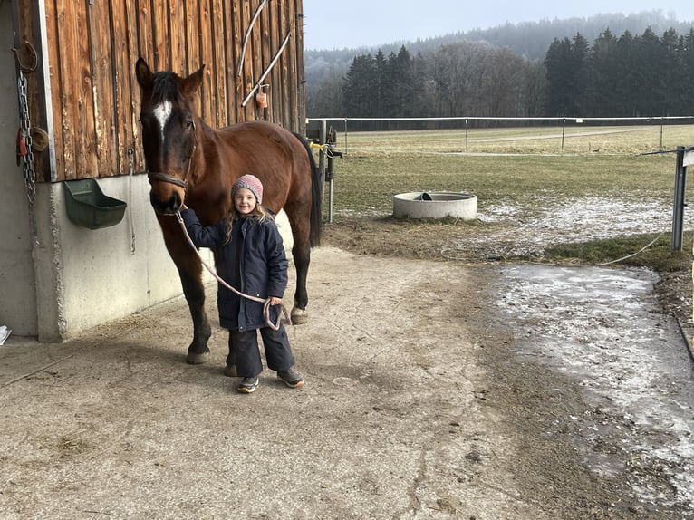 Silesian Gelding 5 years 15,1 hh Brown in Fuchstal
