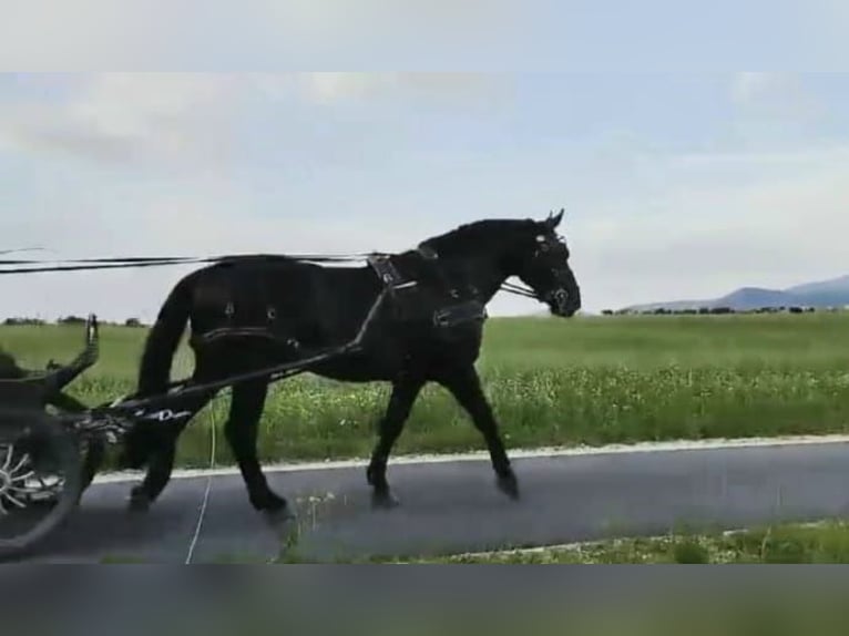 Silesian Gelding 5 years 16,1 hh Black in D&#x142;ugopole G&#xF3;rne