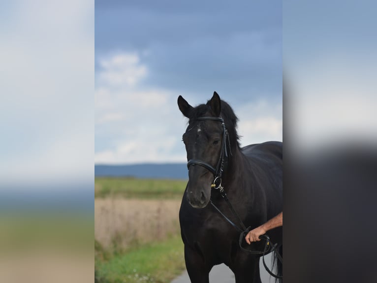 Silesian Gelding 5 years 16,1 hh Black in D&#x142;ugopole G&#xF3;rne