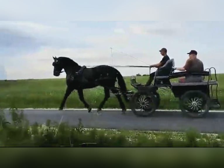 Silesian Gelding 5 years 16,1 hh Black in D&#x142;ugopole G&#xF3;rne