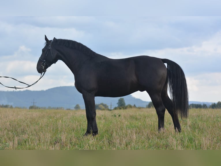 Silesian Gelding 5 years 16,1 hh Black in D&#x142;ugopole G&#xF3;rne