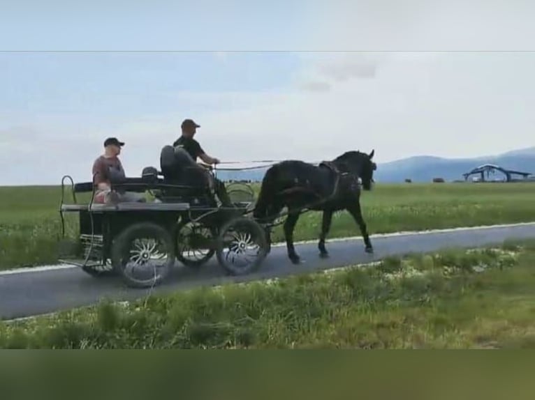 Silesian Gelding 5 years 16,1 hh Black in D&#x142;ugopole G&#xF3;rne