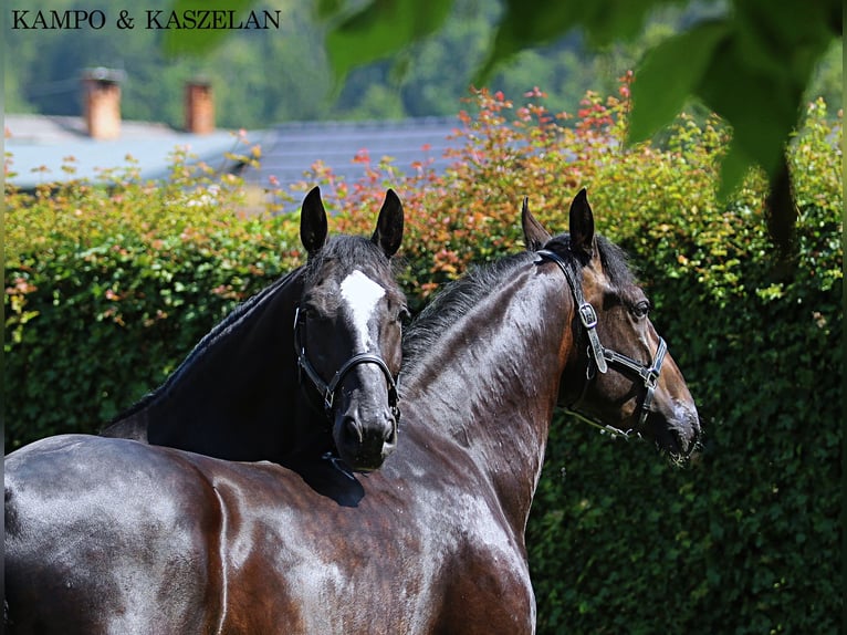 Silesian Gelding 5 years 16,1 hh Black in KAMNIK