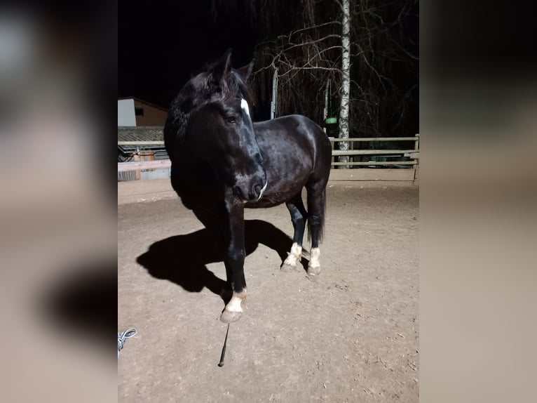 Silesian Gelding 5 years 16,2 hh Black in Balingen