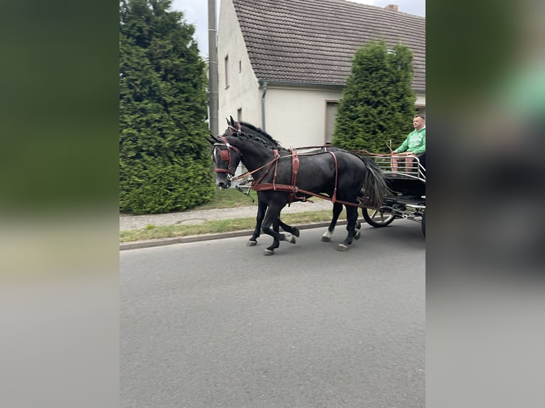 Silesian Gelding 5 years 16,1 hh Grey in Thie&#xDF;en