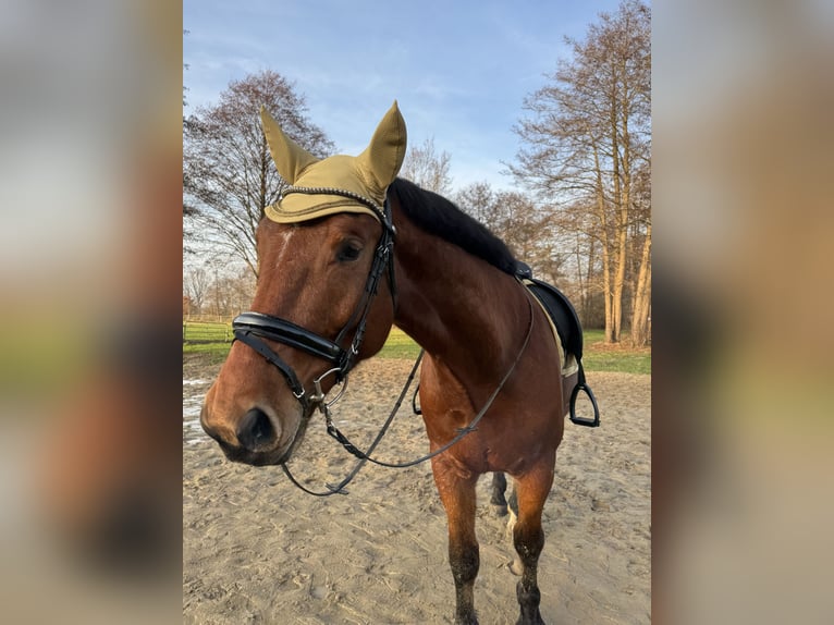 Silesian Gelding 6 years 16.1 hh Brown in Diepholz