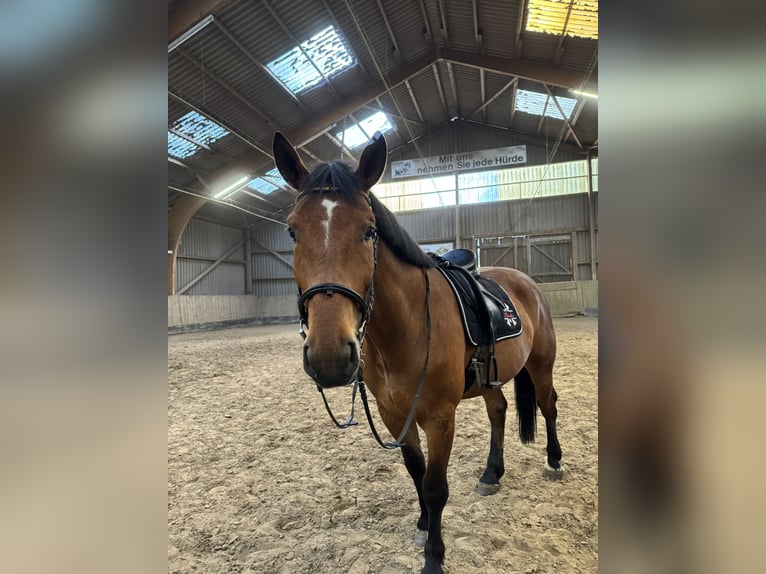 Silesian Gelding 6 years 16.1 hh Brown in Diepholz