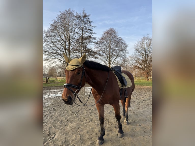 Silesian Gelding 6 years 16.1 hh Brown in Diepholz