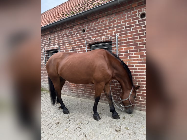 Silesian Gelding 6 years 16.1 hh Brown in Diepholz