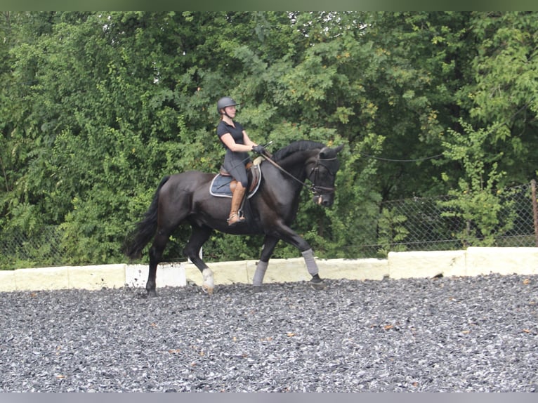 Silesian Gelding 6 years 16 hh Black in Landshut