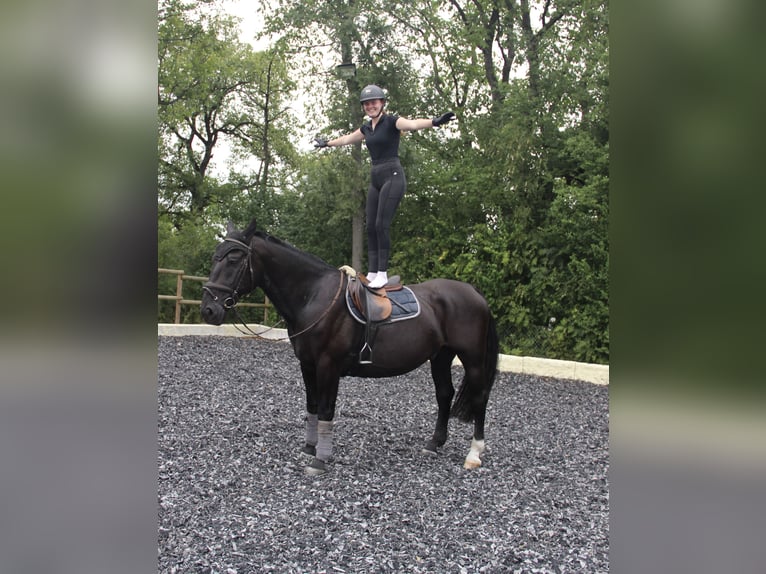 Silesian Gelding 6 years 16 hh Black in Landshut