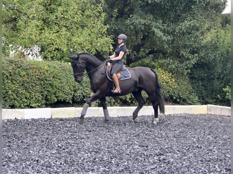 Silesian Gelding 6 years 16 hh Black in Landshut