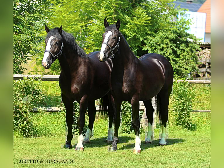 Silesian Gelding 6 years 16,1 hh Black in KAMNIK